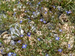 Veronica capillipes