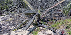 Stenocereus standleyi