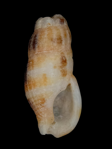 Caducifer truncata observed 2024-07-19