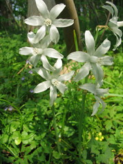 Ornithogalum