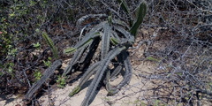 Stenocereus standleyi
