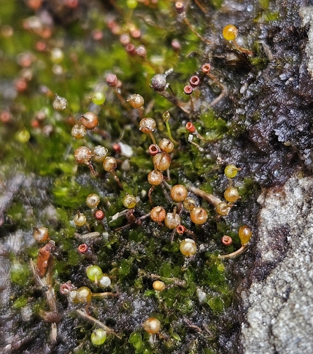 Blunt Cord-moss (Entosthodon obtusus)