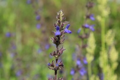 Salvia bogotensis