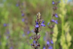 Salvia bogotensis