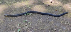 Javanese Reed Snake photo 1