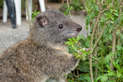 Southern Tree Hyrax photo 5