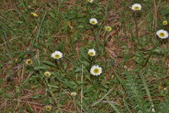 Erigeron galeottii