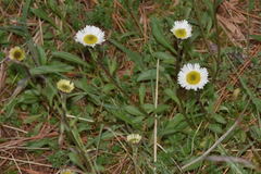 Erigeron galeottii