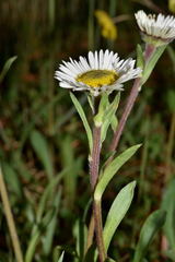 Erigeron galeottii