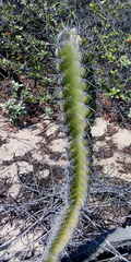 Stenocereus standleyi