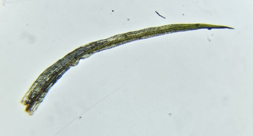 Image of Orthodontium lineare by (c) Helen Waterman, some rights reserved (CC BY)