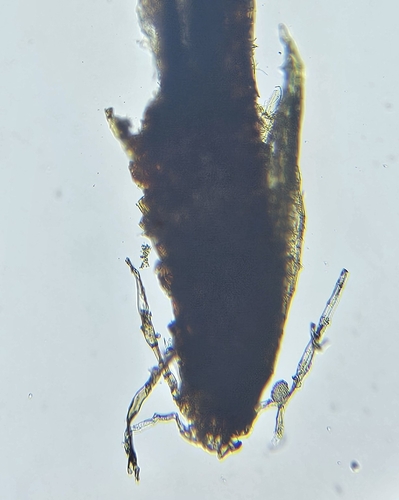 Image of Orthodontium lineare by (c) Helen Waterman, some rights reserved (CC BY)