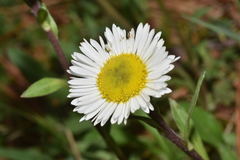 Erigeron galeottii