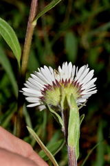 Erigeron galeottii