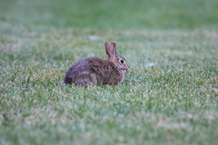 Sylvilagus floridanus