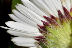 Erigeron galeottii