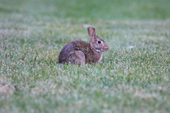 Sylvilagus floridanus