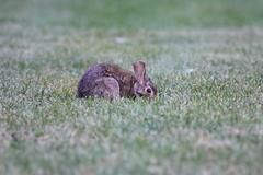 Sylvilagus floridanus