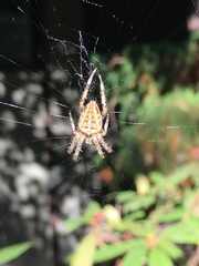 Araneus diadematus