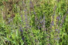 Salvia bogotensis