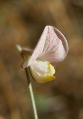 Acmispon americanus americanus