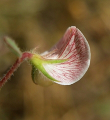 Acmispon americanus americanus