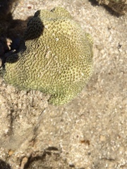 Porites panamensis