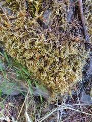 Homalothecium aureum