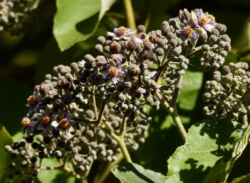 Trichospermum pleiostigma observed 2024-07-19