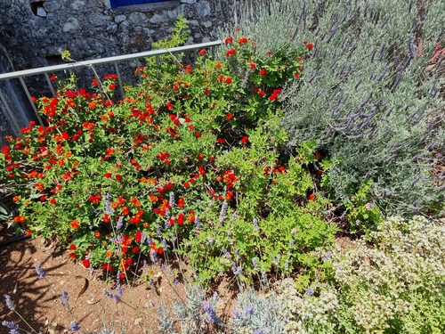 Lantana camara