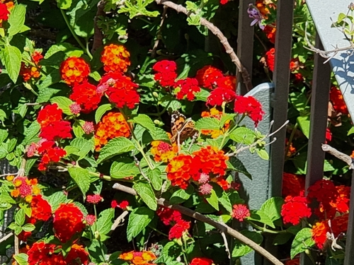 Lantana camara