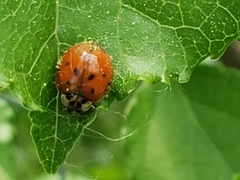 Hesperomyces virescens