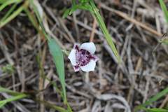 Calochortus elegans