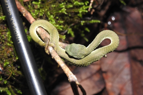 Large-scaled Pit Viper