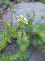 Ligusticum grayi