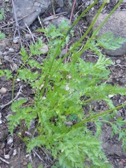 Ligusticum grayi