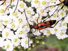 Stenurella septempunctata