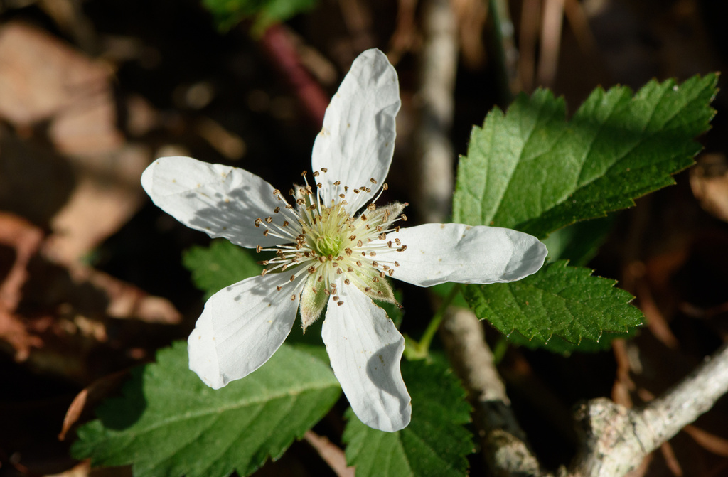 Enslen's dewberry