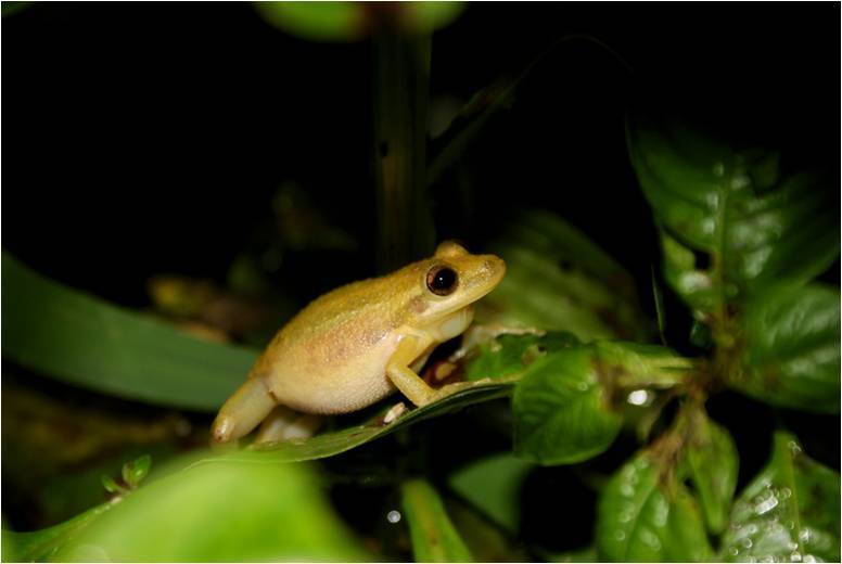 Crubixa Snouted Treefrog