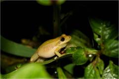 Crubixa Snouted Treefrog photo 1