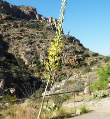 Agave schottii