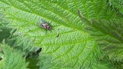Graphomya maculata