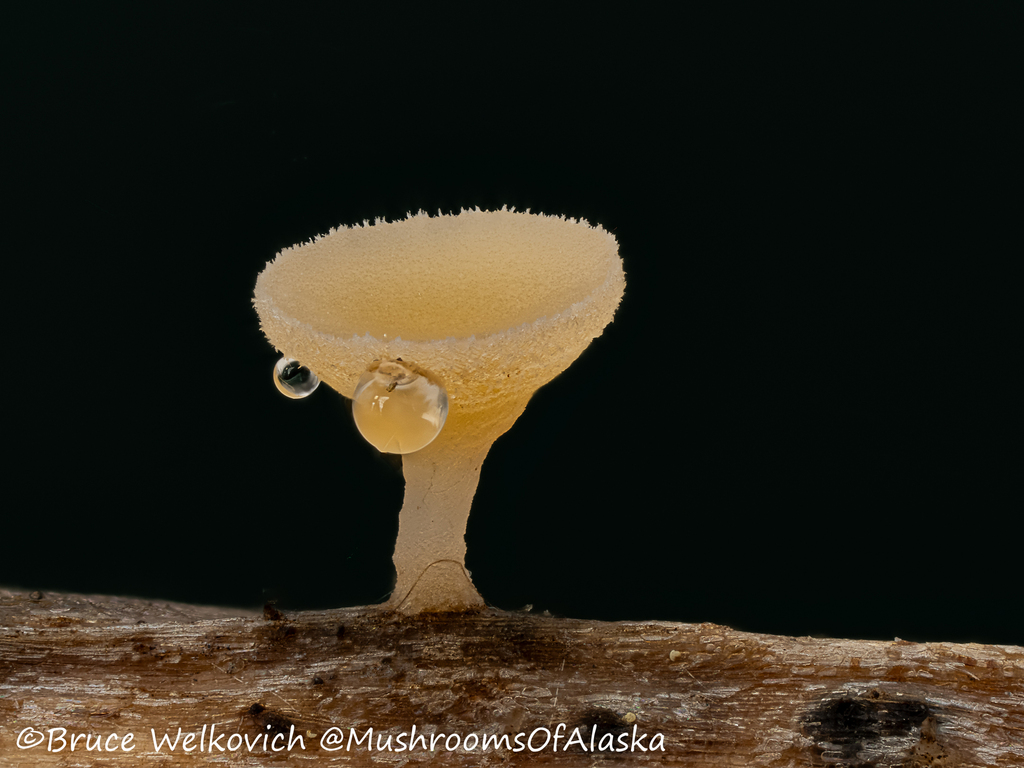 Cyathicula sp. 'AK01'