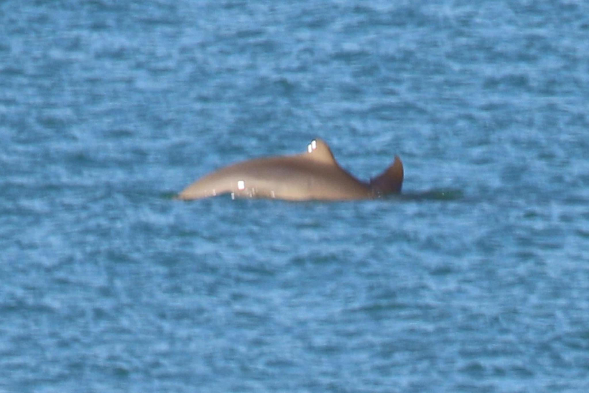 Orcaella heinsohni