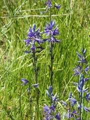 Camassia quamash