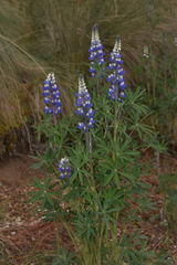 Lupinus aschenbornii