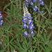 Lupinus aschenbornii - Photo (c) Dale Lee Denham-Logsdon, some rights reserved (CC BY-NC), uploaded by Dale Lee Denham-Logsdon