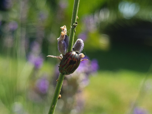 Chrysolina americana
