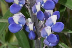 Lupinus aschenbornii