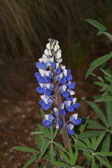 Lupinus aschenbornii